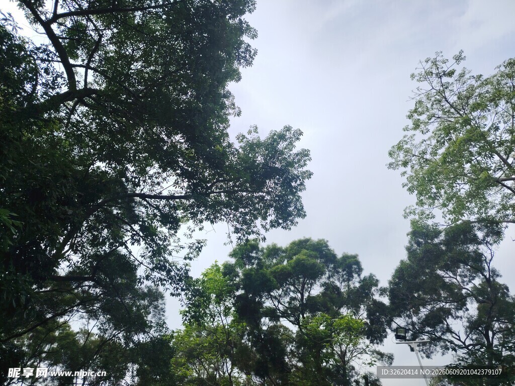 仰视繁茂绿树天空景色