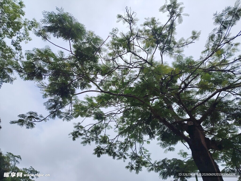 高大绿树映衬蓝天