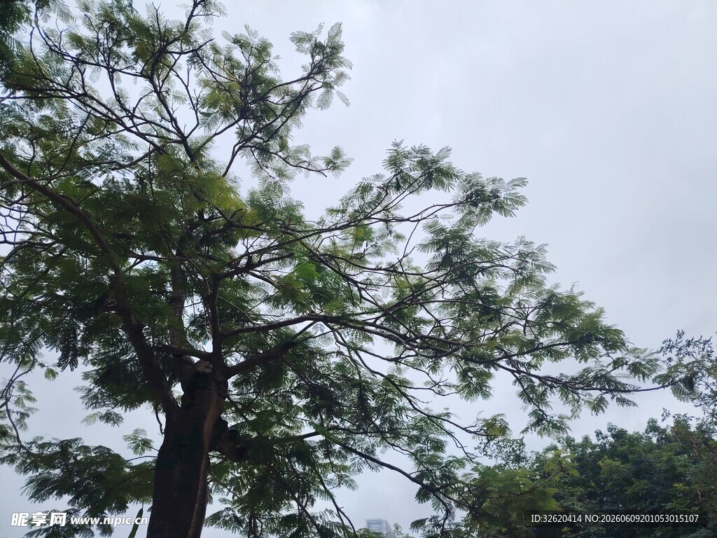 高大树木在灰白天空下