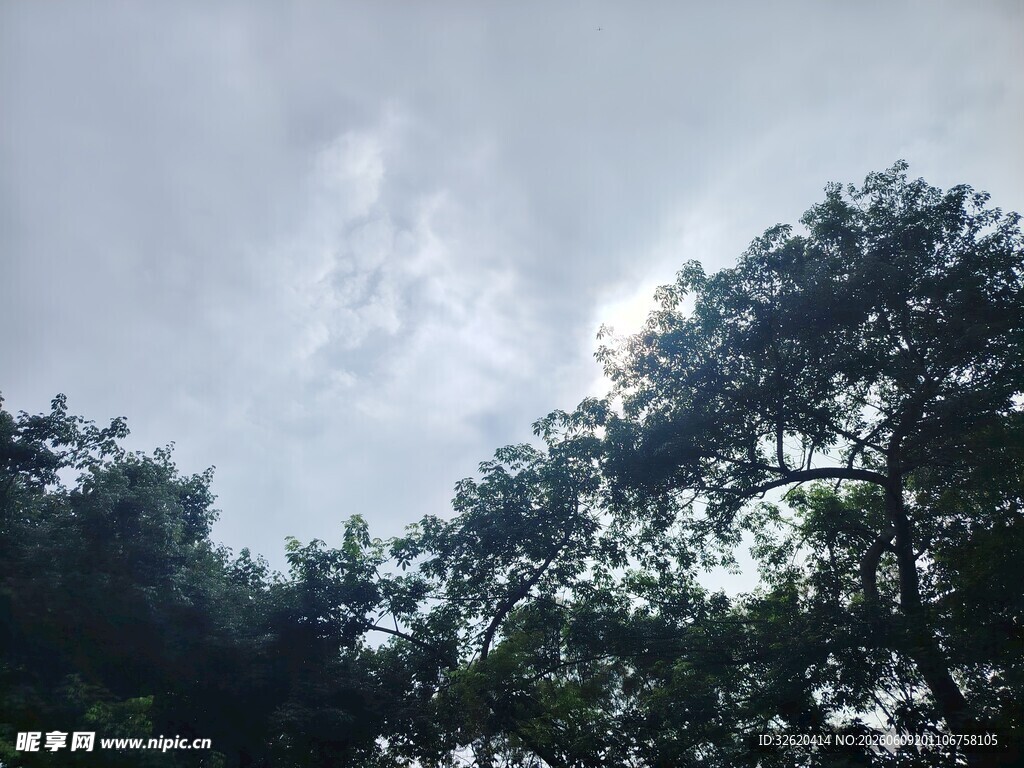 林间树梢与天光