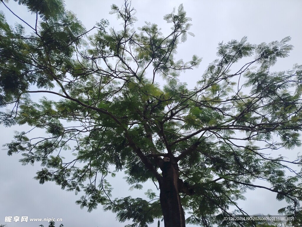 挺拔绿树映灰白天空