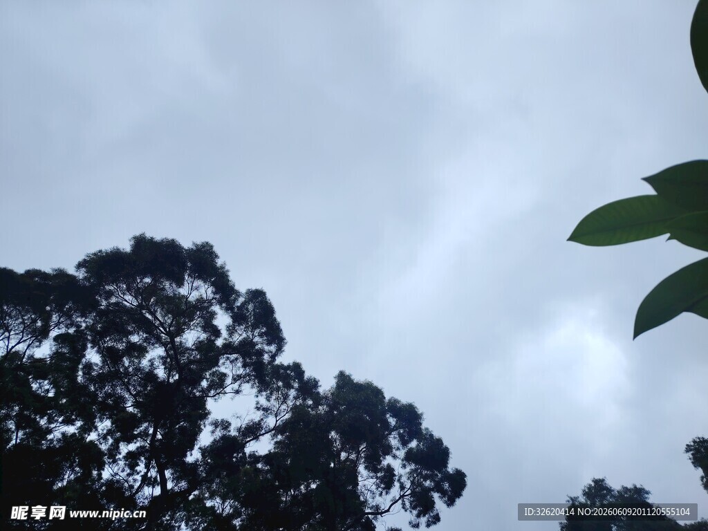 仰视树冠与天空的景象