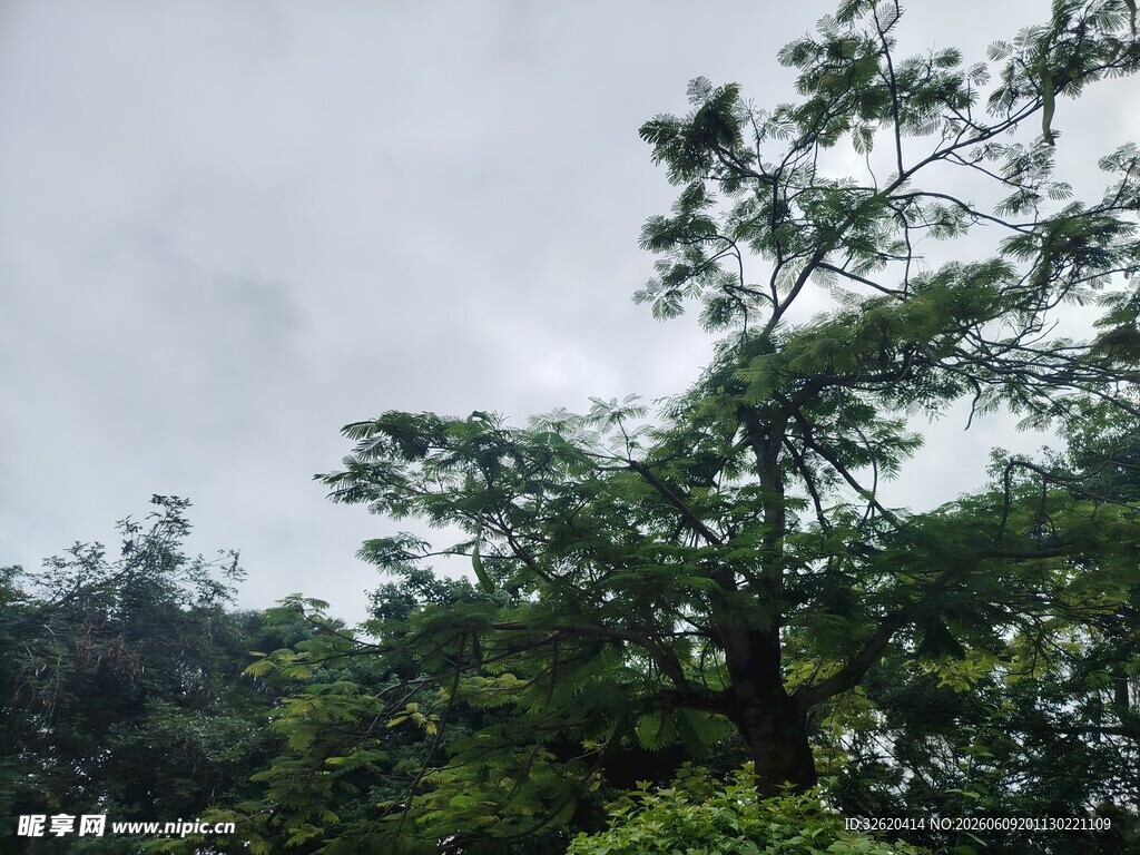 山林间挺拔的葱郁树木