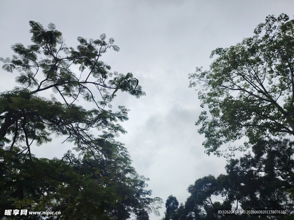 仰视茂密树林中的天空