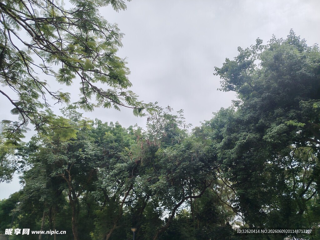 茂密树林中的绿意景象
