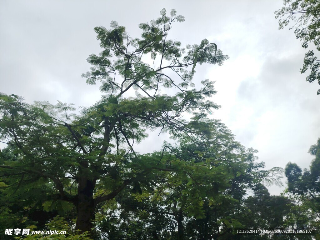 绿树映天际