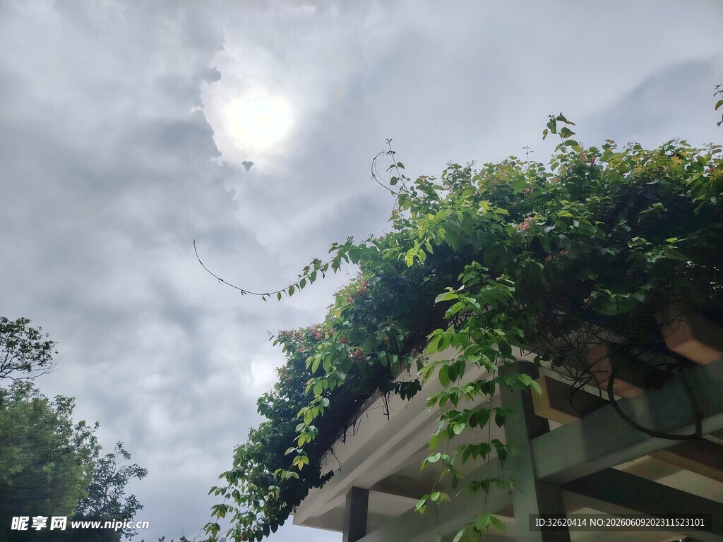 屋顶绿植