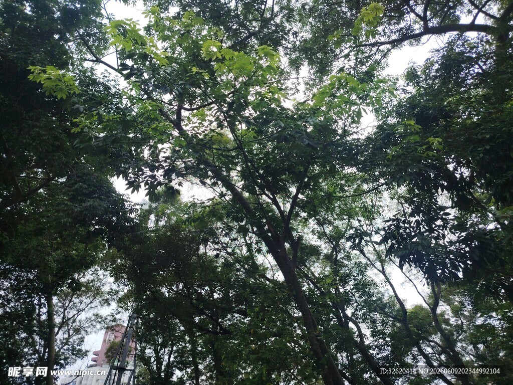 仰视茂密树林树冠