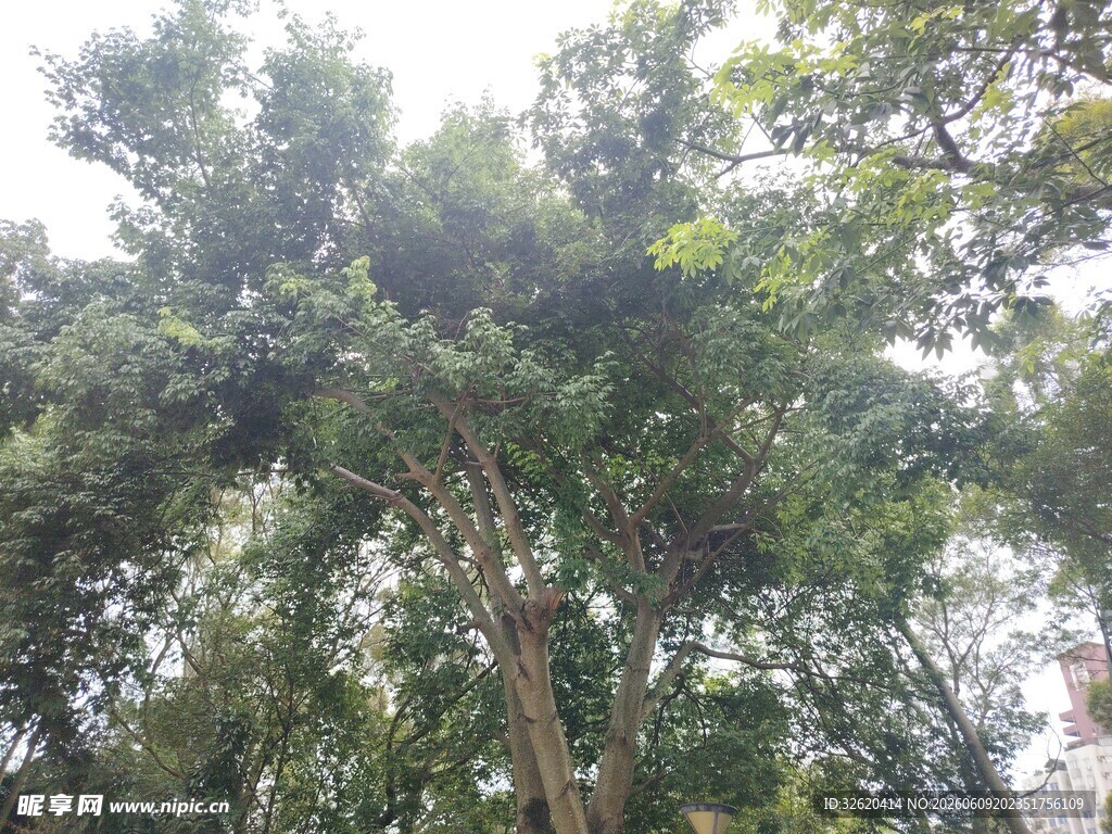 茂密树林绿意盎然