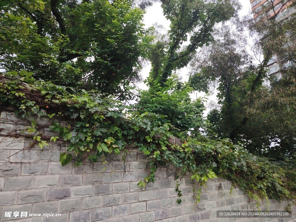 石墙上繁茂生长的绿植