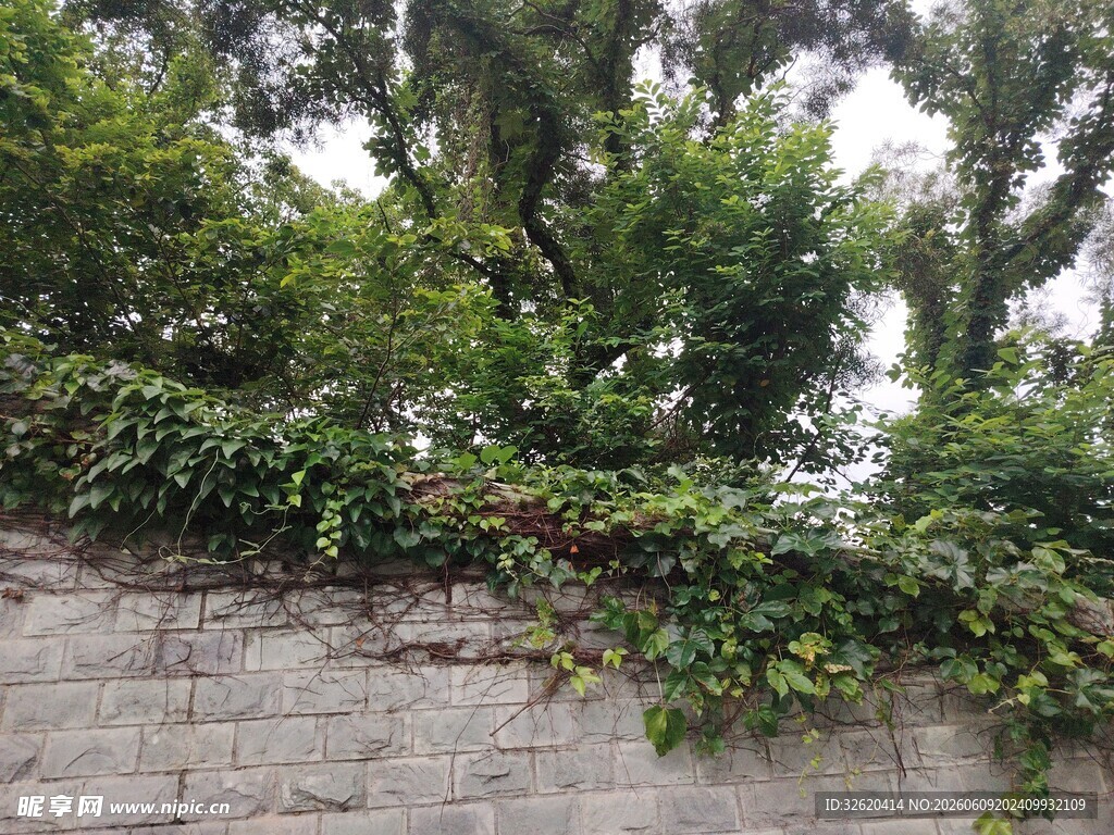 石墙上蔓延的翠绿藤蔓