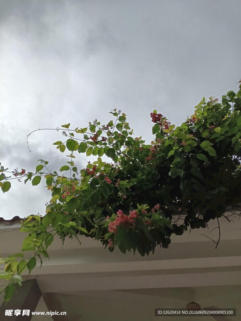 屋顶绿植绽放艳丽花朵