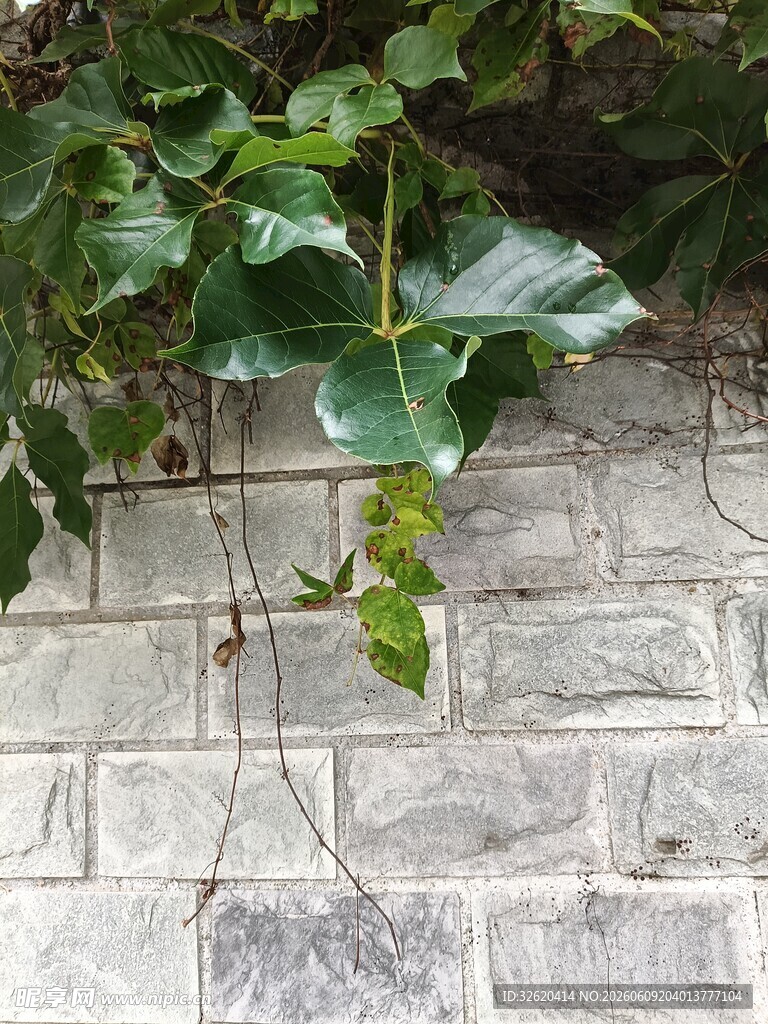 砖墙攀附的翠绿藤蔓植物