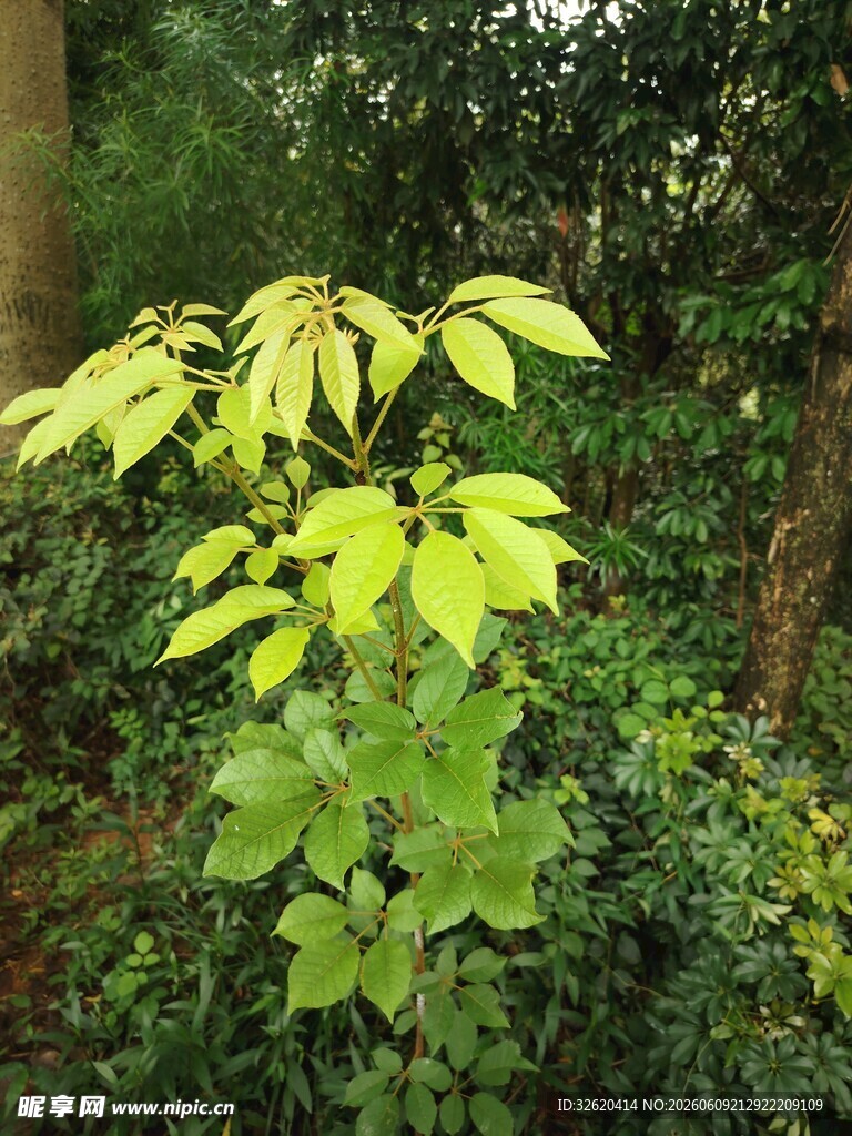 阳光下的嫩绿植物