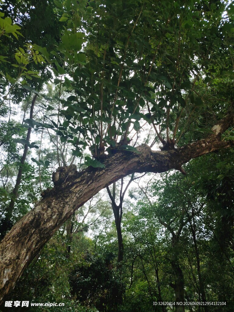 森林中倾斜的粗壮树木