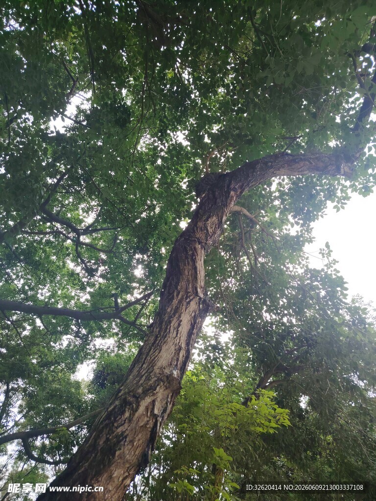 仰视参天大树绿意盎然