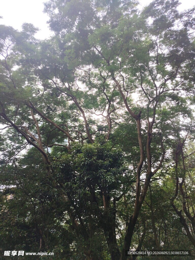 茂密树林中的繁茂枝叶