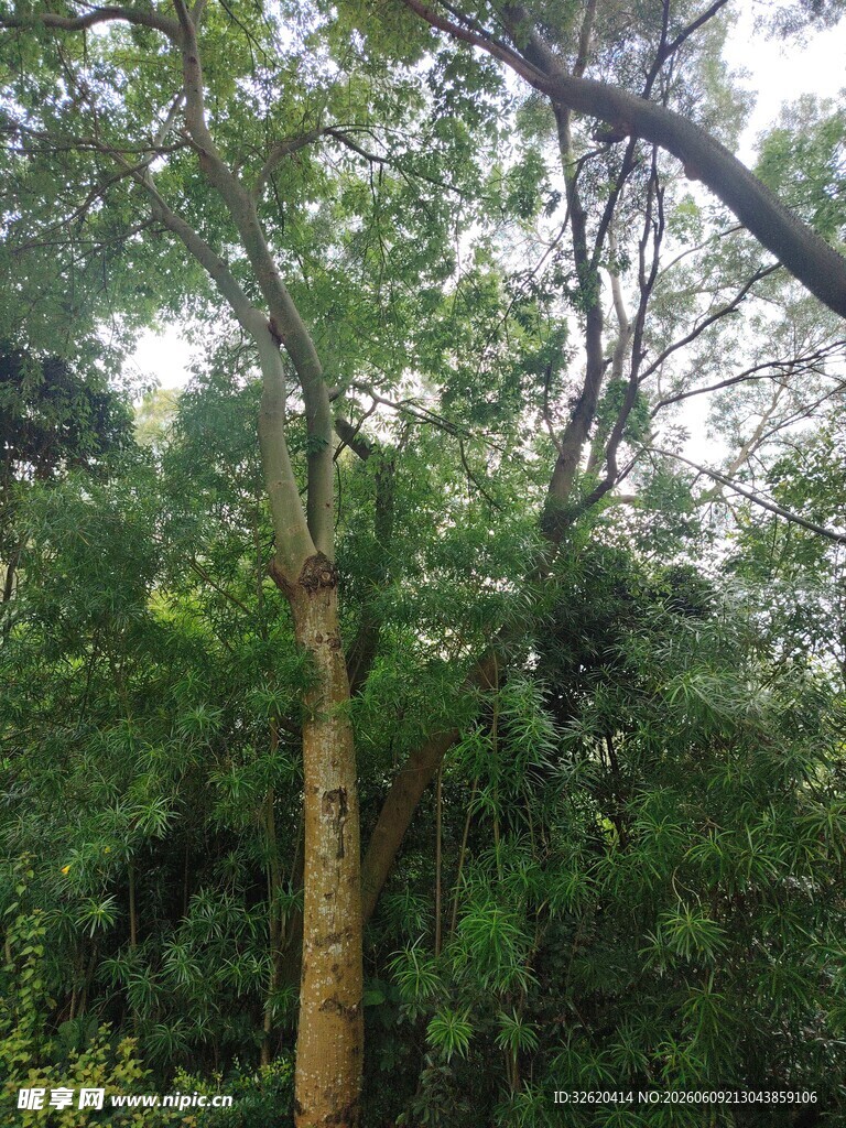 茂密树林中的高大树木