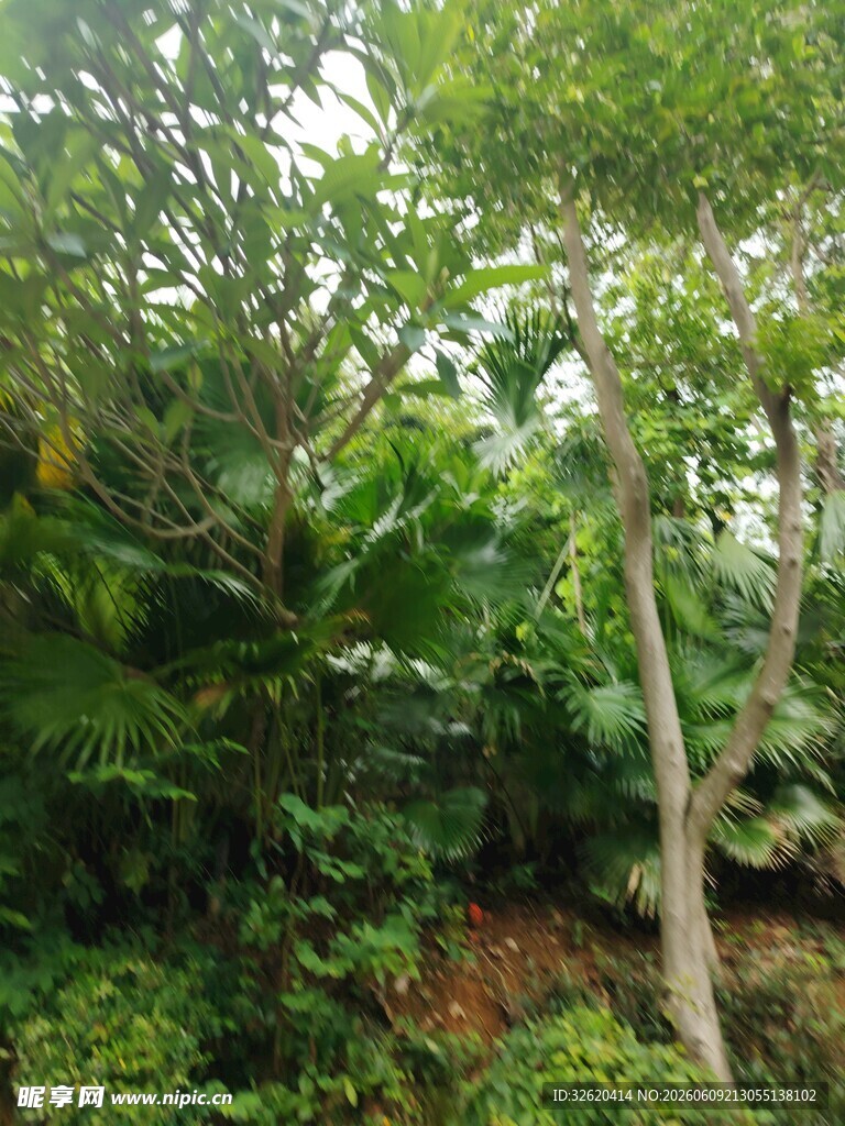 繁茂丛林中的树木景观