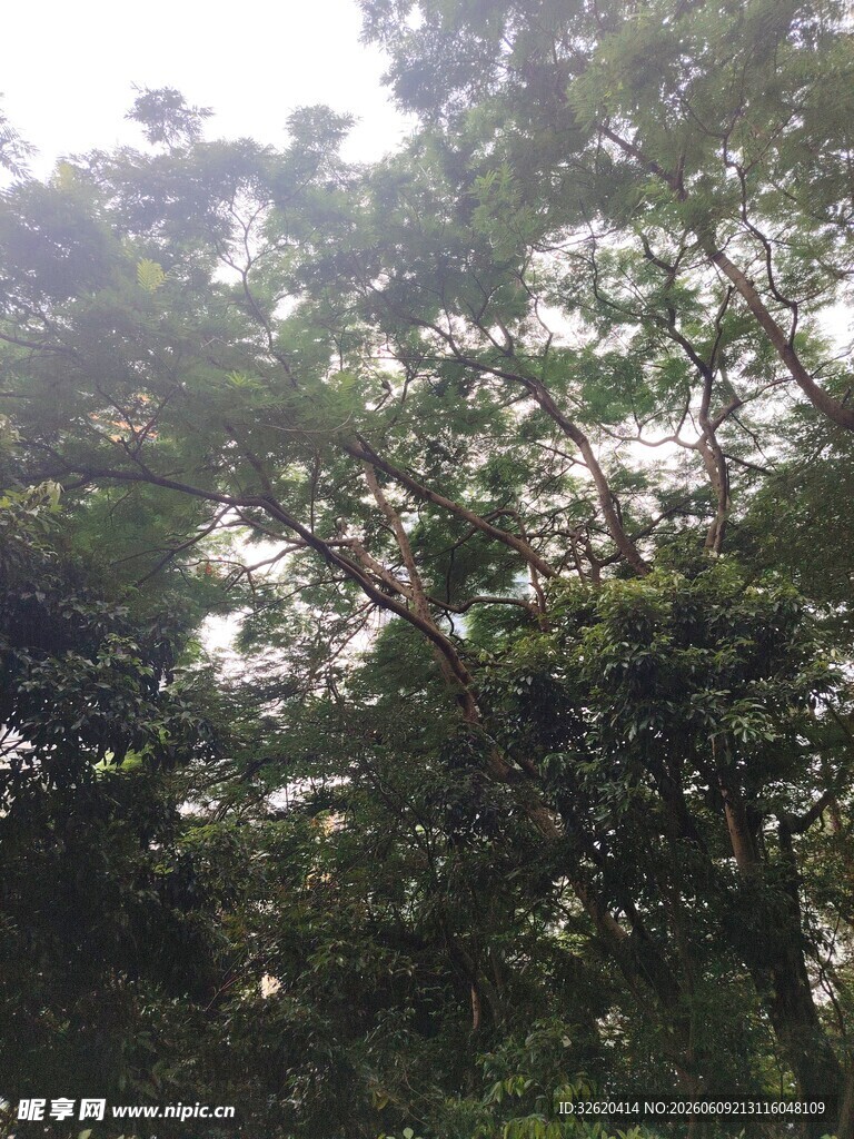 阳光洒下的茂密树林