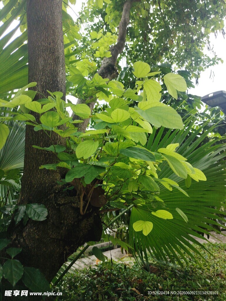 绿叶繁茂的树干景观