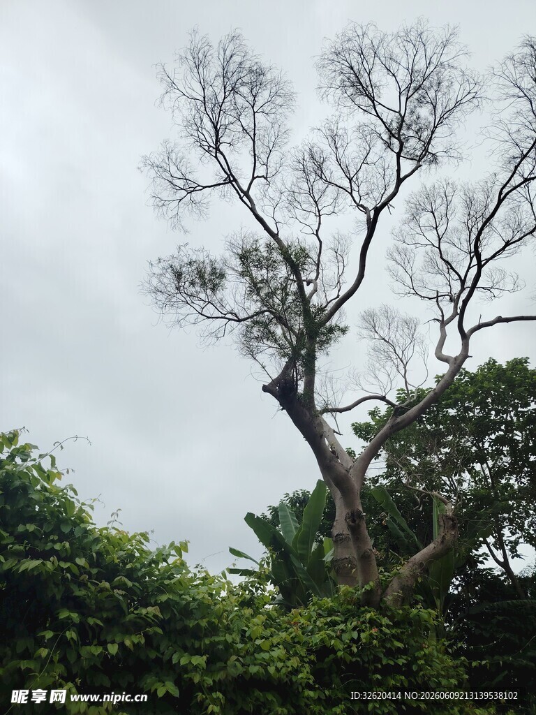 枯树立于葱郁绿植间