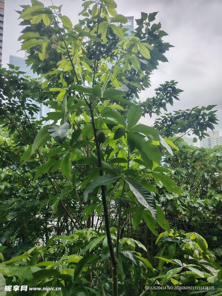 茂盛绿树