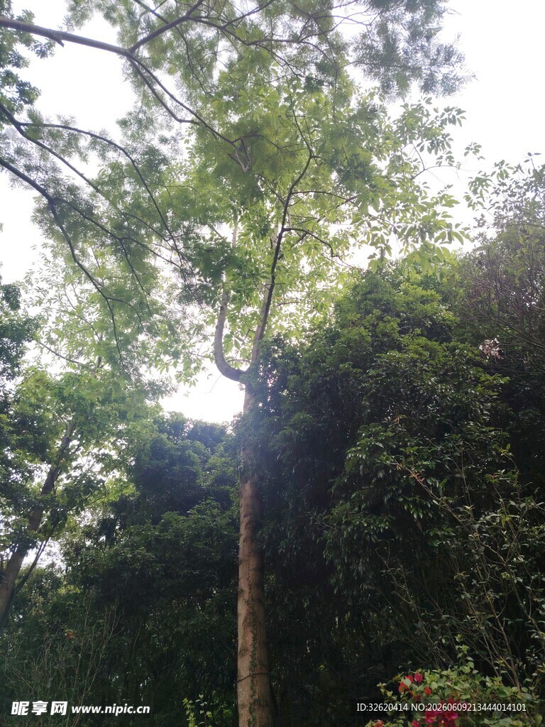 林间繁茂树木