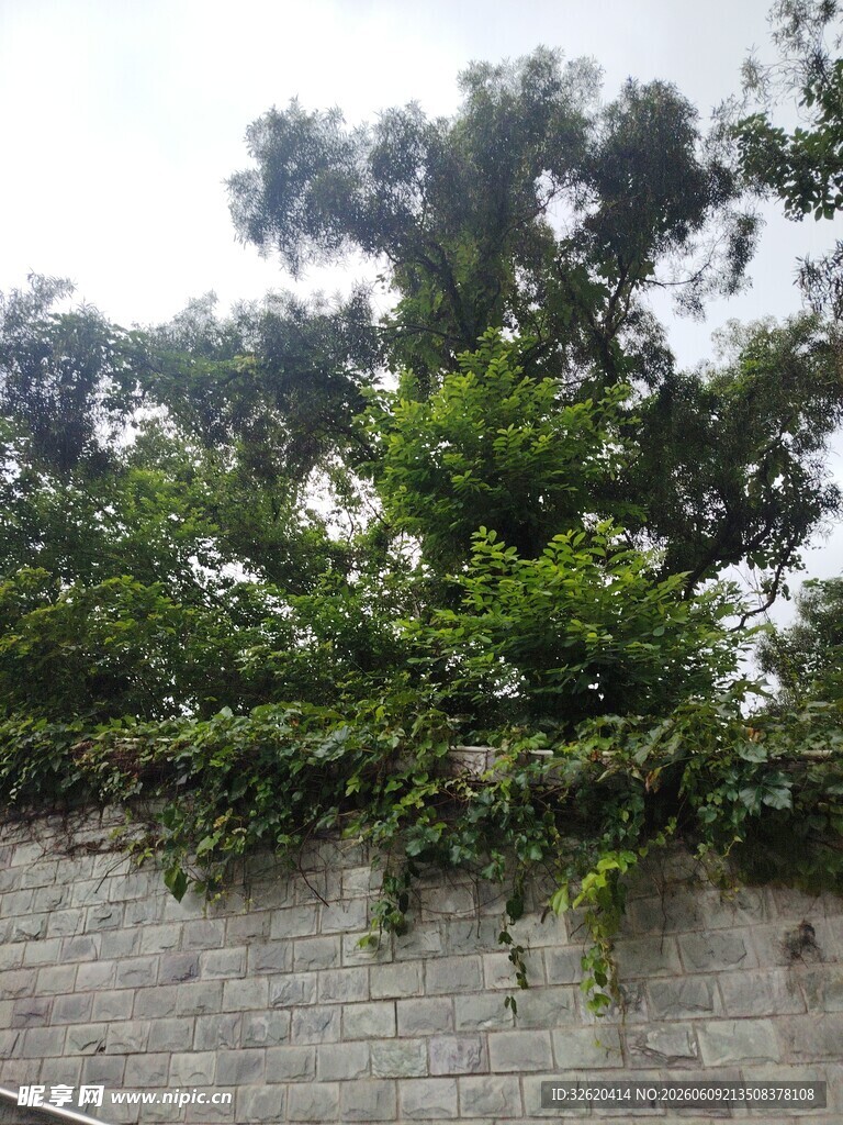 石墙上繁茂的攀缘绿植