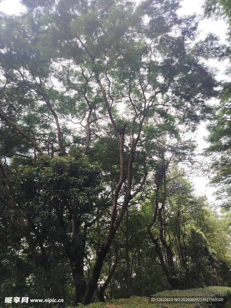茂密树林中的自然景致