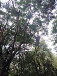 茂密树林仰视景观