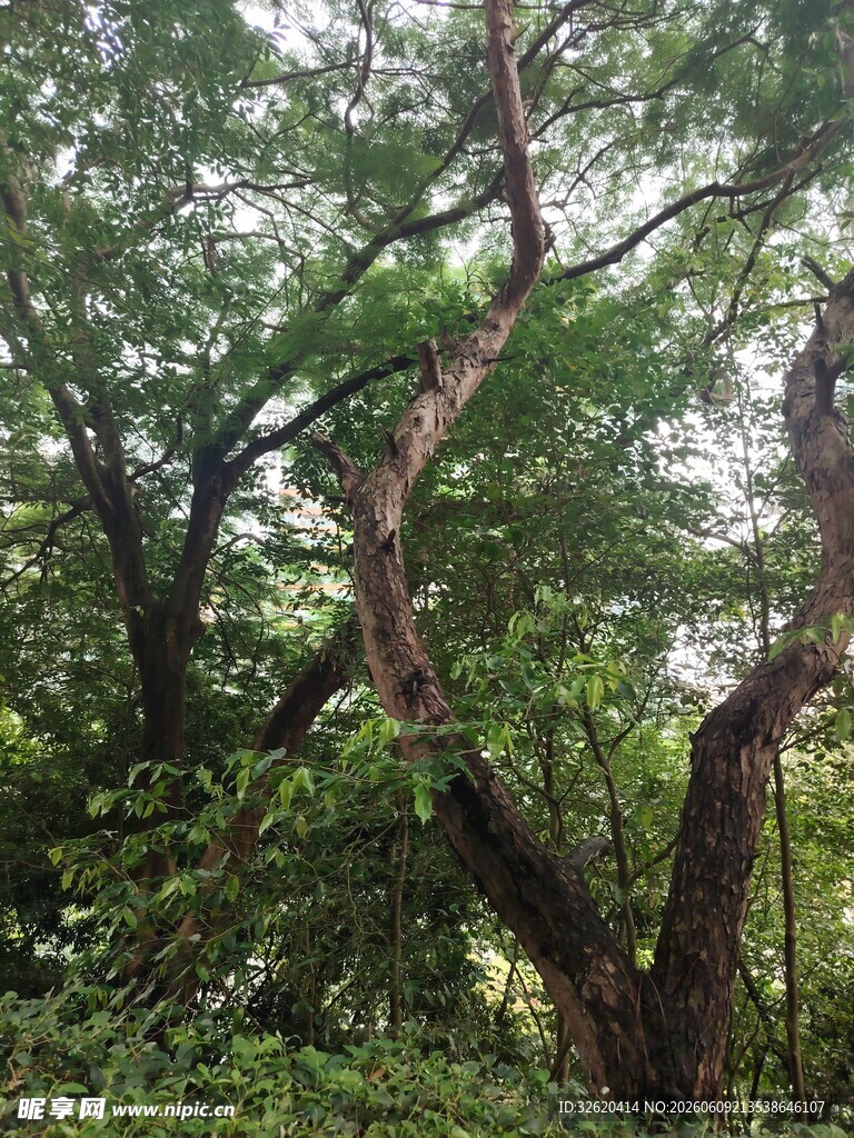 茂密树林中的弯曲树干