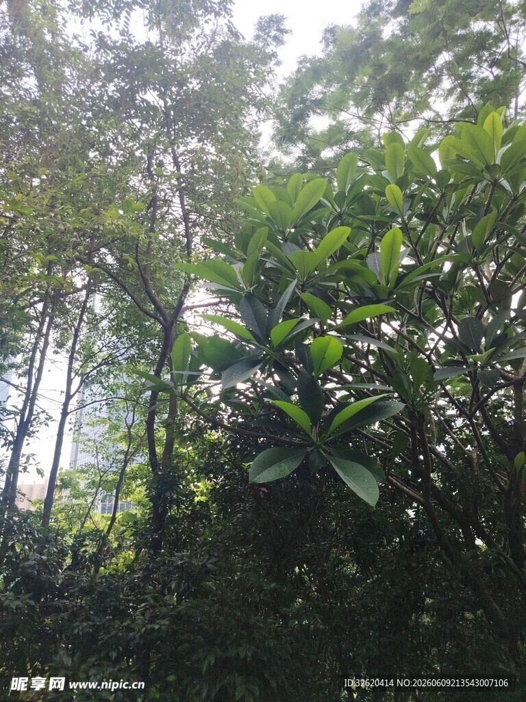 茂密森林中的繁茂绿植