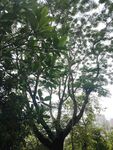 繁茂绿树