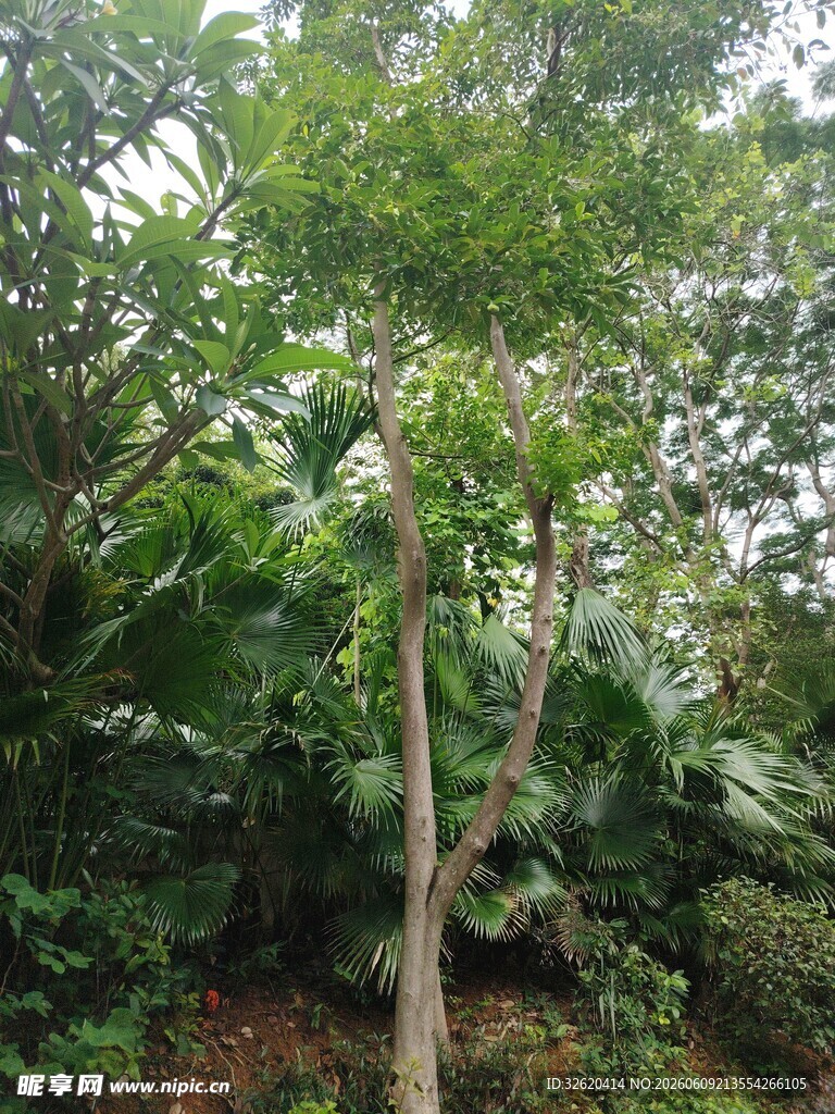繁茂树林中的绿植景象