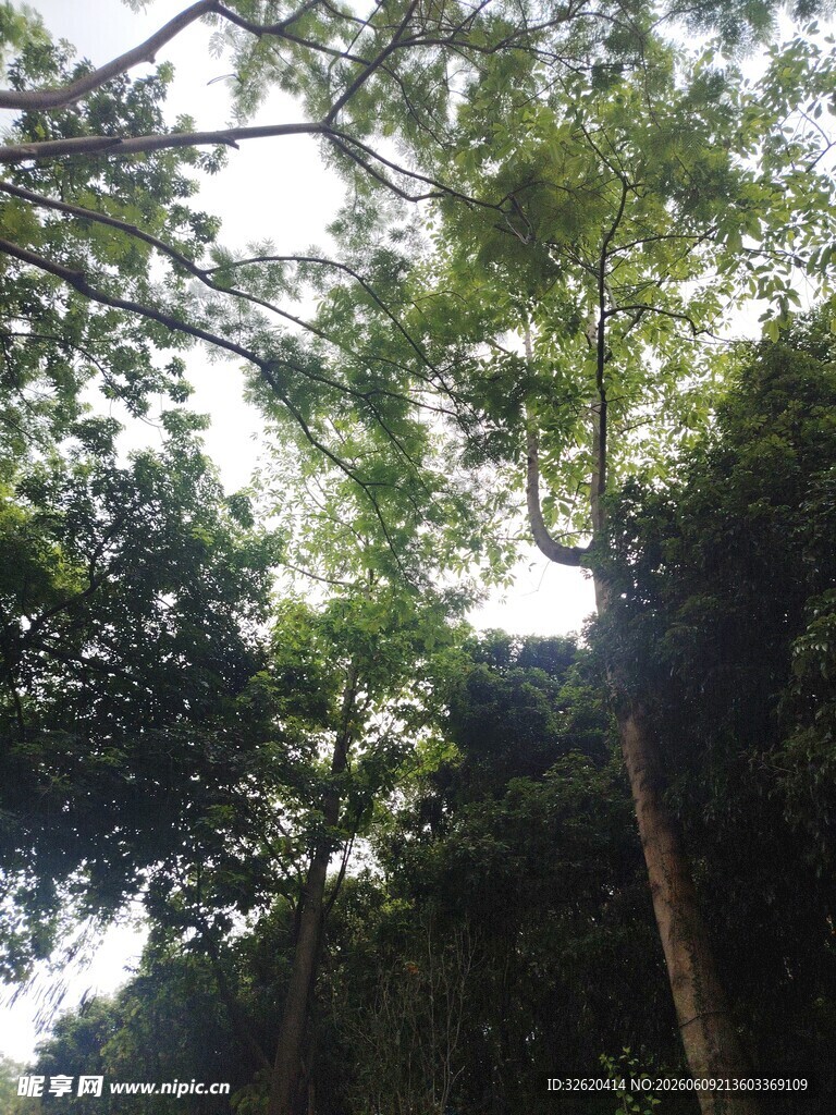 阳光洒落茂密树林间