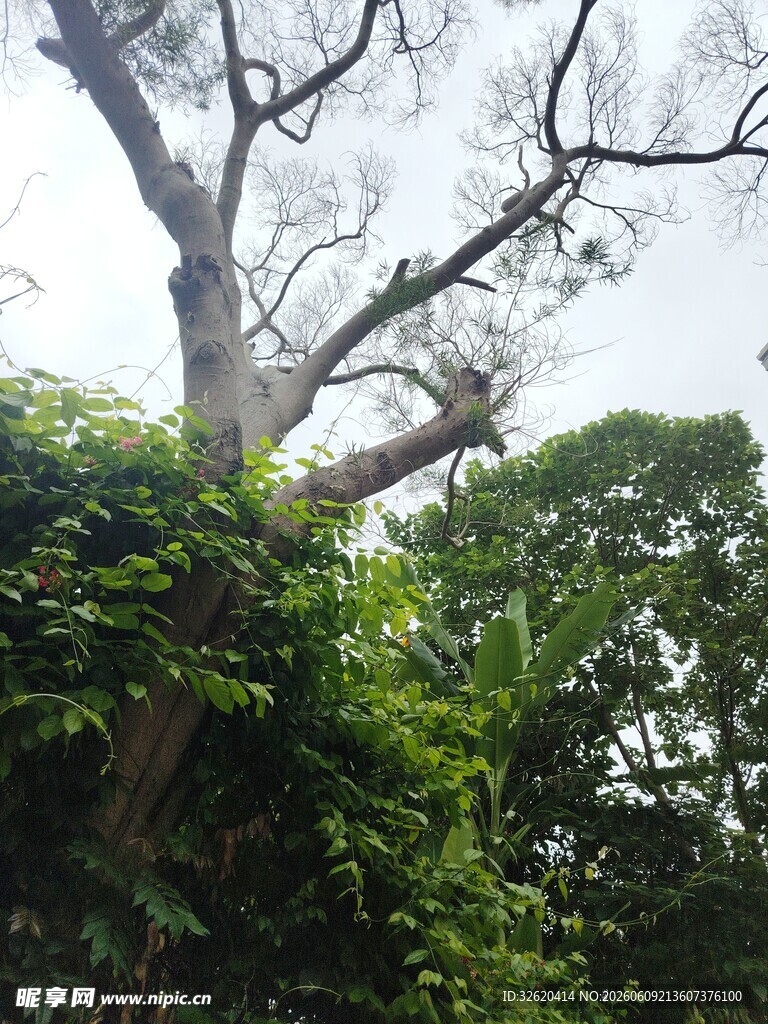 繁茂大树与缠绕绿植