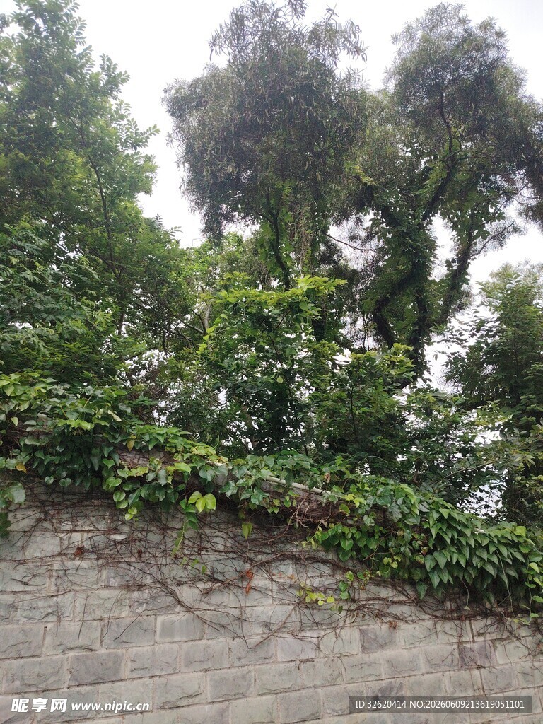 石墙边的繁茂绿植