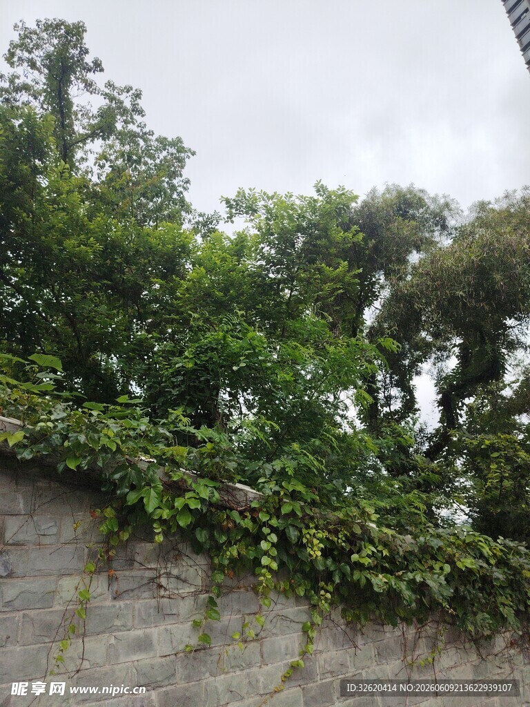 石墙上繁茂的绿植景观