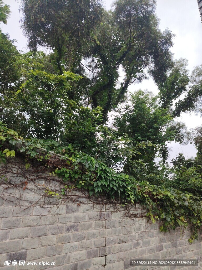 石墙上繁茂的绿色藤蔓