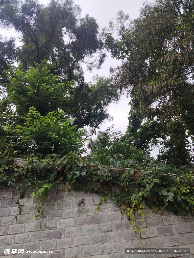 石墙上繁茂的绿植景观