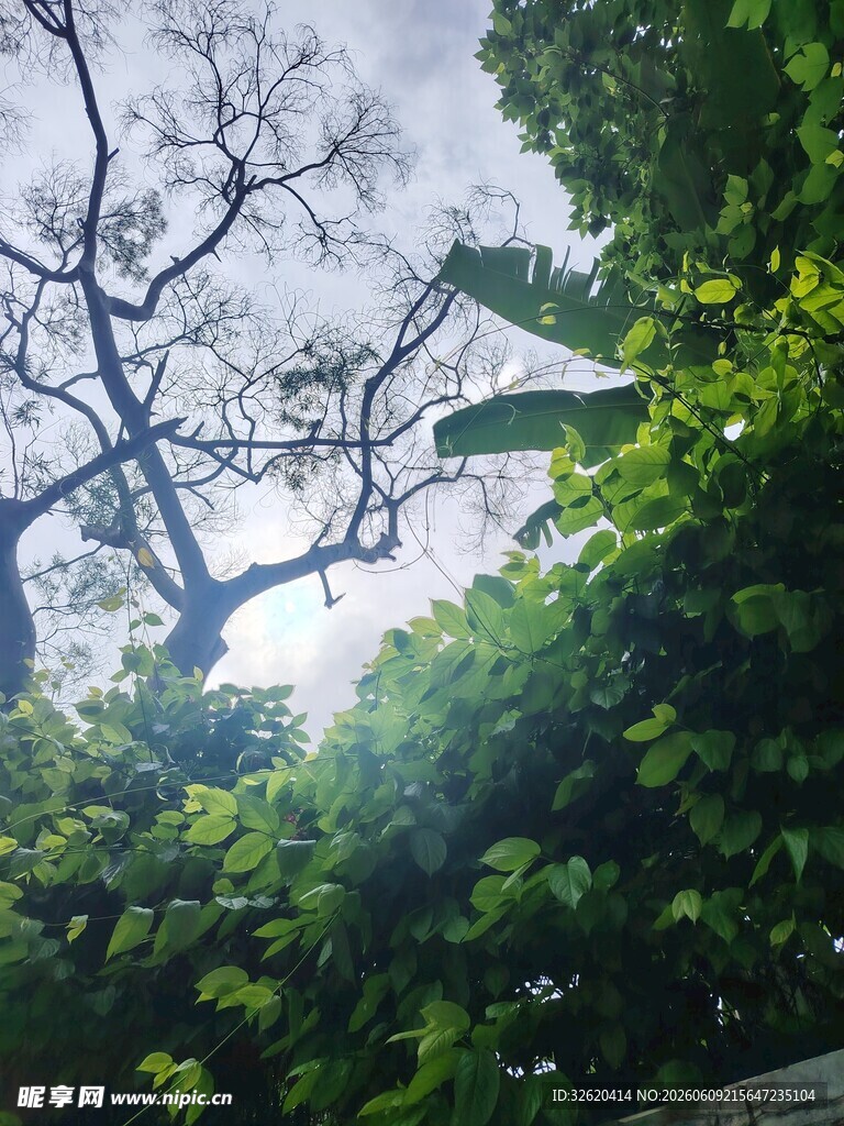 林间阳光穿透繁茂枝叶