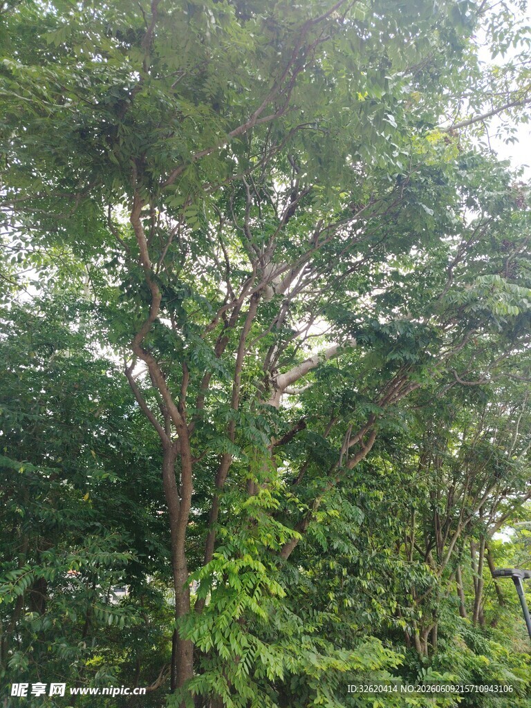 茂密树林中的繁茂绿植