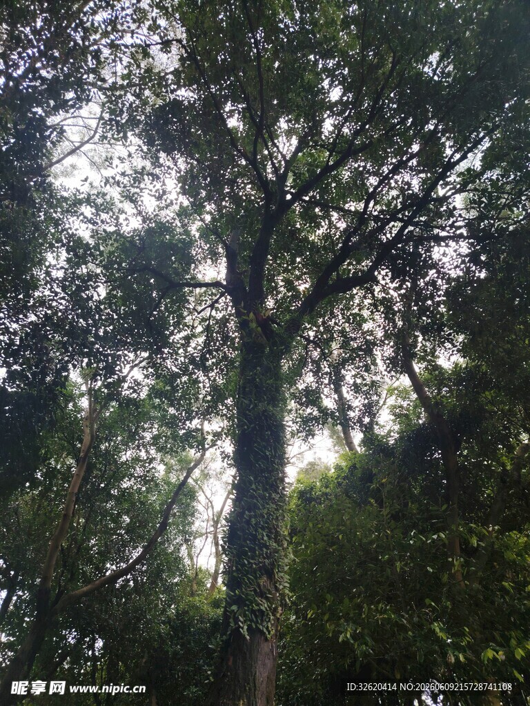森林中的高大树木