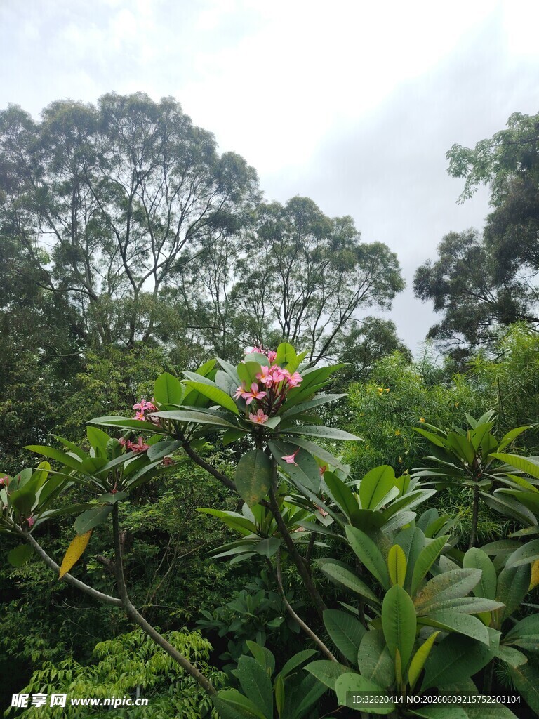 绿叶丛中的娇艳花卉