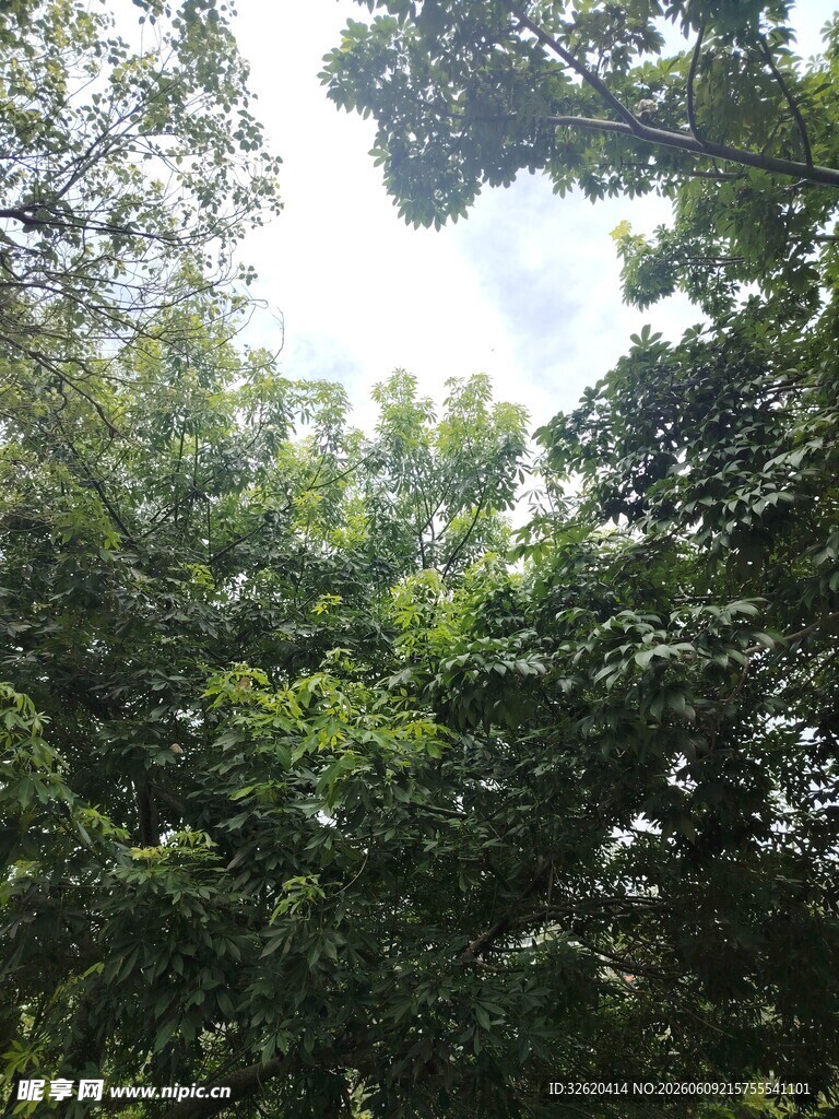 仰视茂密葱郁的树林