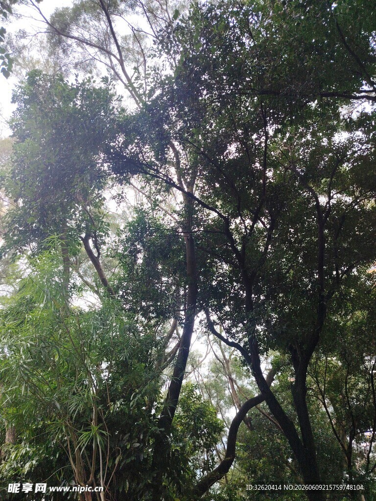 阳光洒落茂密树林间