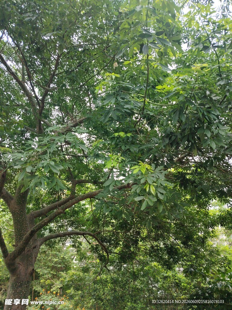 繁茂绿树