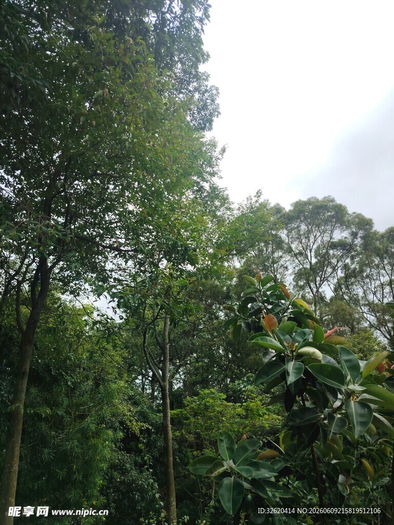 茂密丛林绿意景观