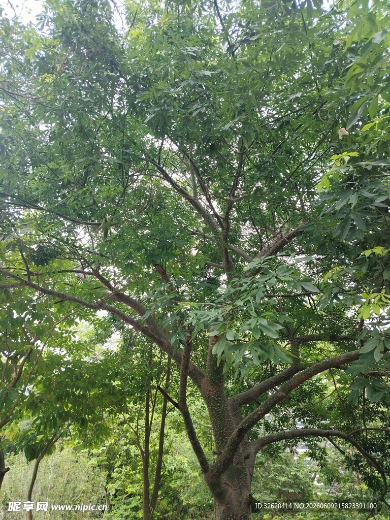 茂盛大树